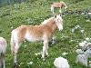 junger haflinger.jpg